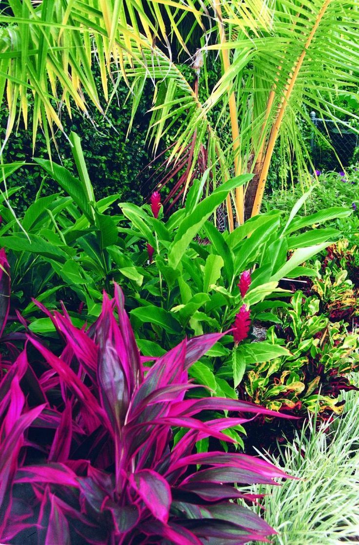 This Tropical Landscape In Boca Raton -   14 tropical plants Landscaping ideas