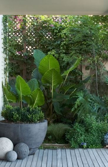 Plants Outdoor Landscaping Backyards 57+ Ideas -   14 tropical plants Landscaping ideas