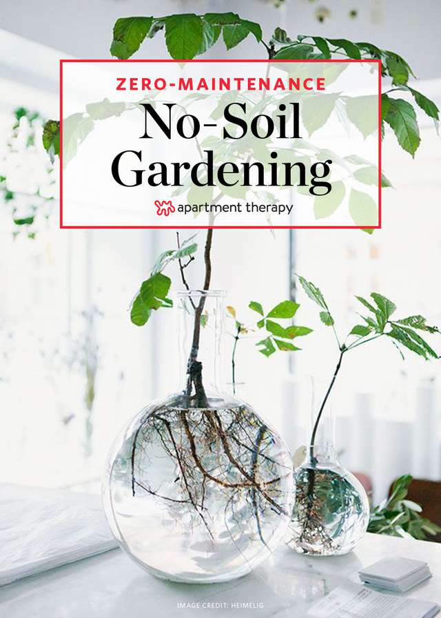 The No-Soil, Zero-Maintenance Method for Growing Houseplants -   17 plants Room water ideas