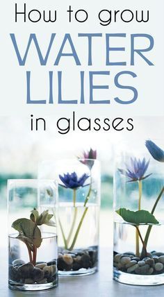 How To Grow Water Lilies In Glasses - Gardaholic.net -   17 plants Room water ideas