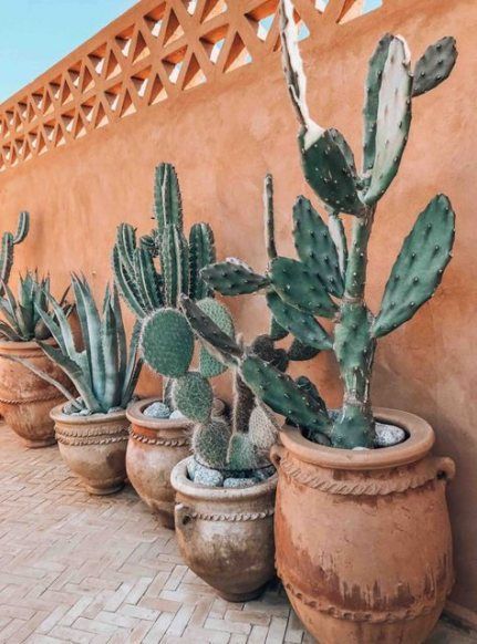 9 plants Cactus yards ideas