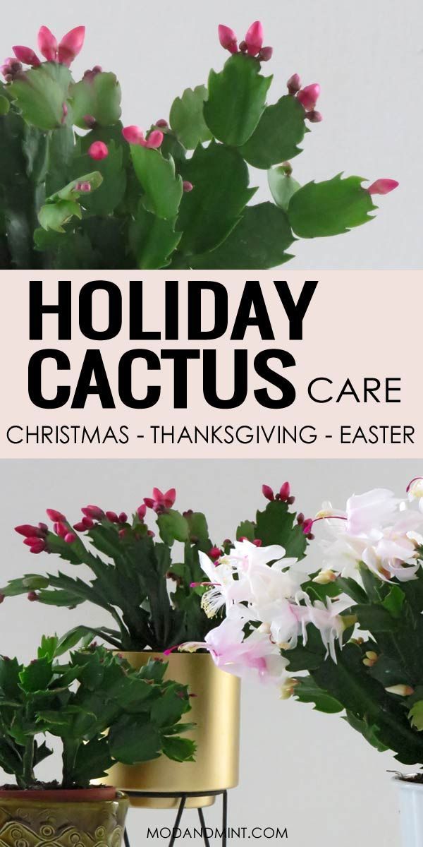 Christmas Cactus, Thanksgiving Cactus, or Easter Cactus? How to Care for your Holiday Cactus -   9 plants Cactus yards ideas