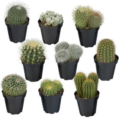 Altman Plants 9CM Cactus Collection (9-Pack)-0883238 - The Home Depot -   9 plants Cactus yards ideas