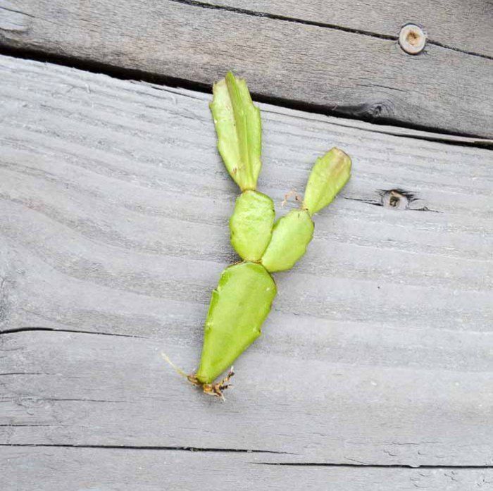 easy How to Root Christmas Cactus Plant - Flower Patch Farmhouse -   9 plants Cactus yards ideas
