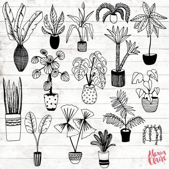 House Plant Clipart - Hand Drawn Plants Clipart - Potted Plant Art - Plant Digital Paper - Plants Clip Art - Plant Illustration - ACGABW06 -   11 plants Art sketch ideas