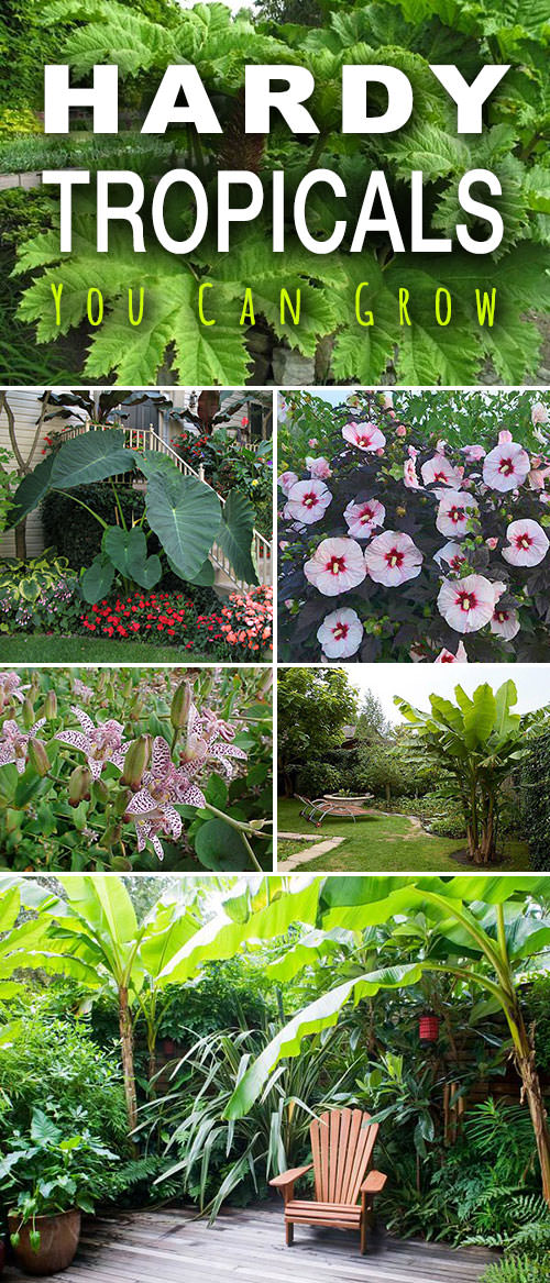 Hardy Tropical Plants You Can Grow! | The Garden Glove -   14 garden design Tropical backyards ideas