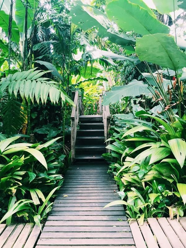 Best Tropical Garden Design Ideas -   14 garden design Tropical backyards ideas