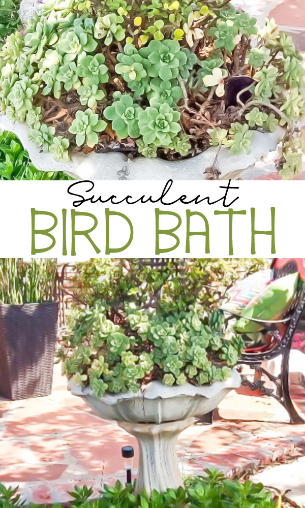 Succulent Bird Bath made with an old birdbath. Learn all the tips and tricks to keep your succulents happy. -   14 planting succulents in a birdbath ideas