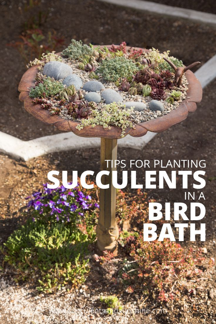 14 planting succulents in a birdbath ideas