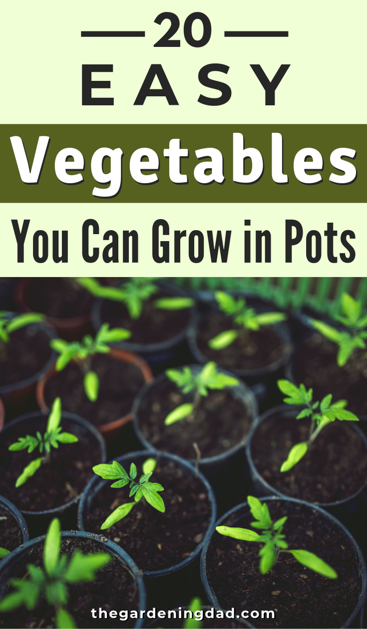 20 EASY Vegetables You Can Grow in Pots -   15 planting Vegetables articles ideas