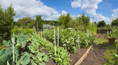 15 planting Vegetables articles ideas
