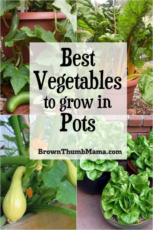 5 Best Container Vegetables for Beginning Gardeners -   15 planting Vegetables articles ideas