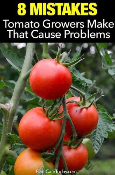 8 Tomato Plant Growing Mistakes - Do You Make Any? -   15 planting Vegetables articles ideas