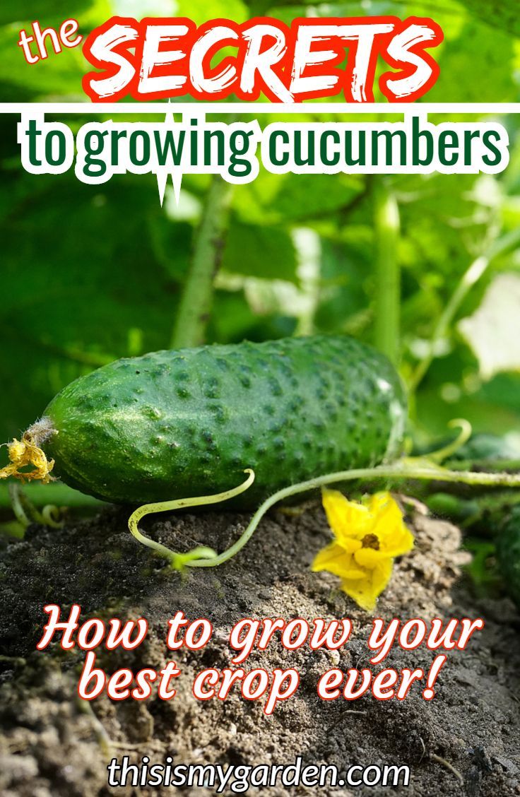 The Secrets To Growing Cucumbers. How To Grow Your Best Crop Ever! -   15 planting Vegetables articles ideas