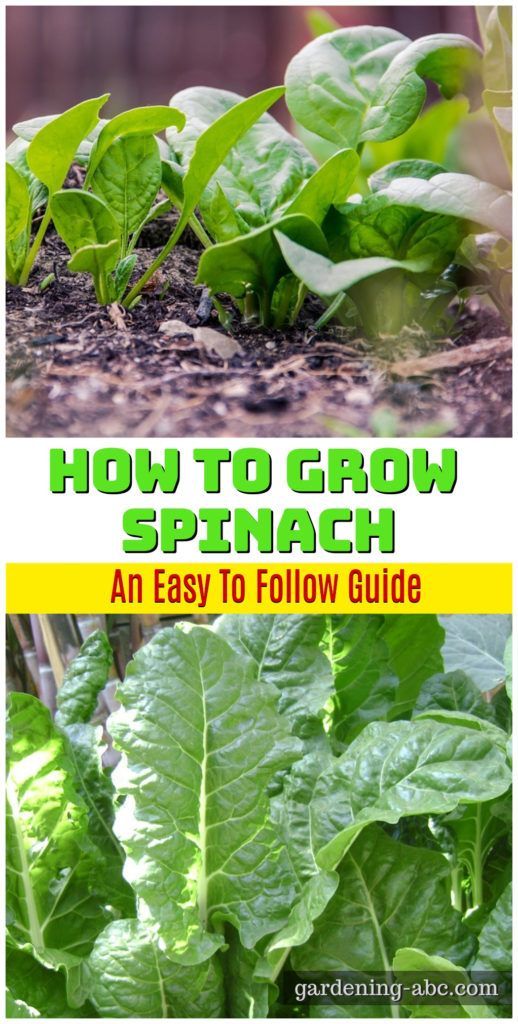 Growing Spinach of Your Own | Tips on How To Grow Spinach -   15 planting Vegetables articles ideas