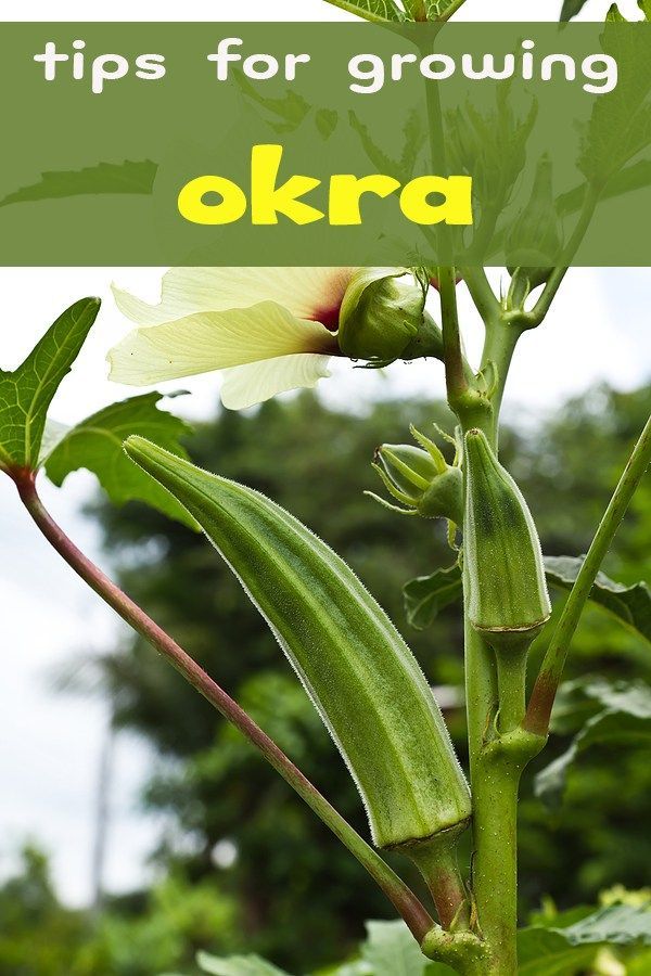 How to Grow Okra in Pot -   15 planting Vegetables articles ideas