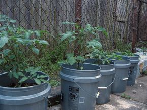 15 planting Vegetables articles ideas
