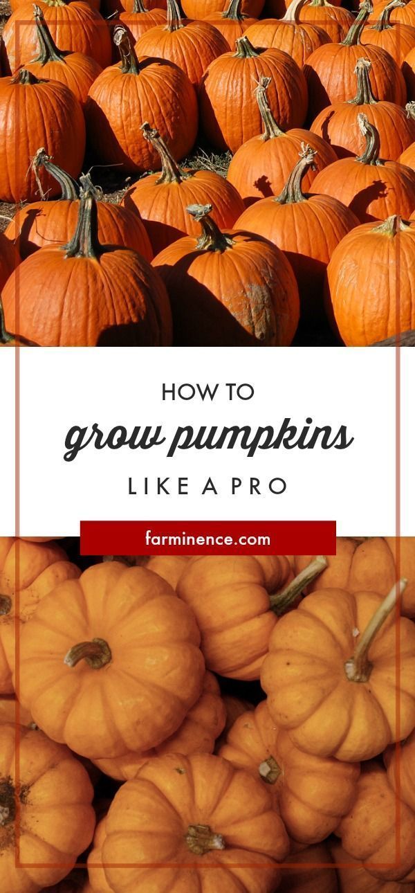 How to Grow Pumpkins [Ultimate Guide to Growing Beautiful Pumpkins] -   15 planting Vegetables articles ideas