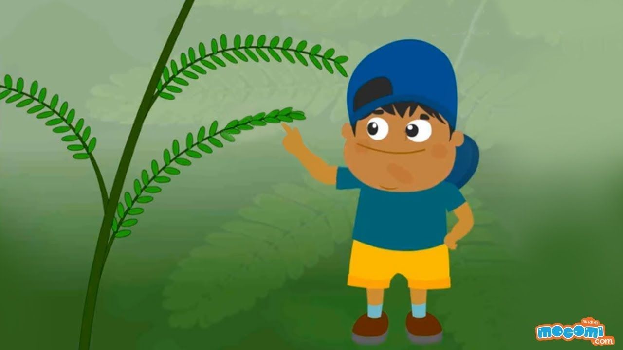 Mimosa Pudica - Touch Me Not Plant Facts - Science for Kids | Educational Videos by Mocomi -   15 plants For Kids website ideas