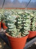 Crassula Perforata Button Succulent Plant -   15 plants For Kids website ideas