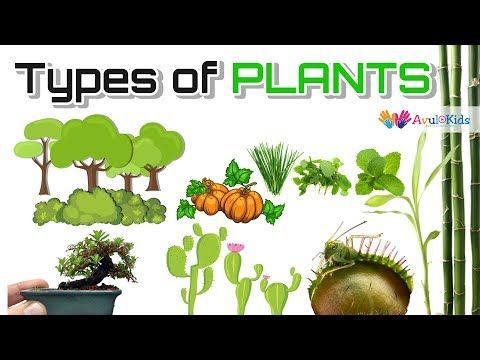 Types of plants | Science for kids |Trees,Herbs,Climbers,Creepers,Thorny plants,Water Plants -   15 plants For Kids website ideas
