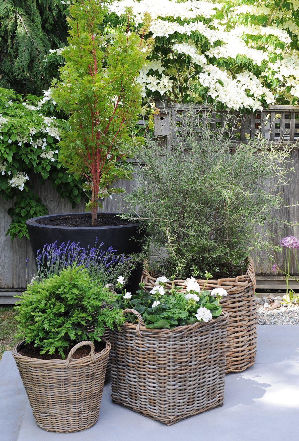 French Provence Perennial Inspiration | Garden Tips | West Coast Gardens -   16 garden design French patio ideas