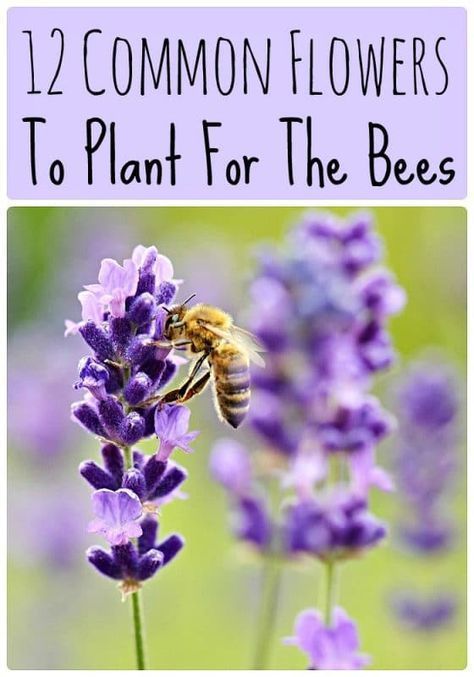 12 Common Flowers to Plant for the Bees (that are good for us too!) -   16 plants Flowers preschool ideas