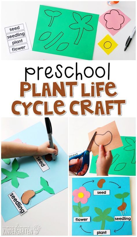 Preschool: Plants - Mrs. Plemons' Kindergarten -   16 plants Flowers preschool ideas