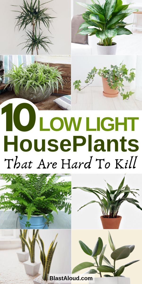 16 plants House sun ideas