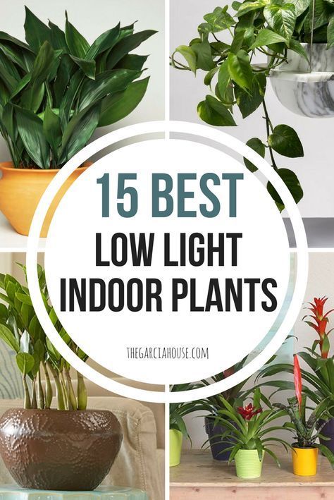 15 Best Low Light Indoor Plants -   16 plants House sun ideas