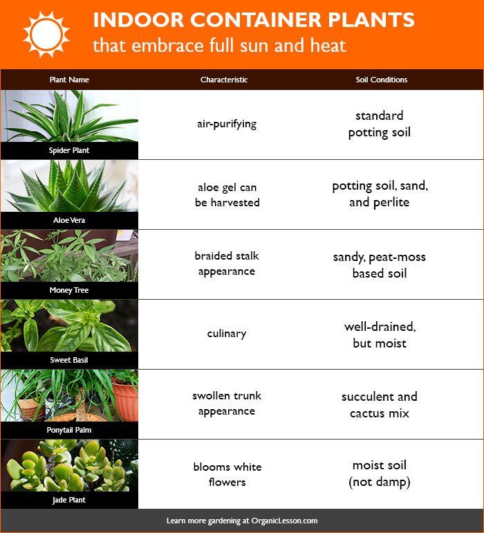 6 Indoor Container Houseplants that Love Full Sun & Heat -   16 plants House sun ideas