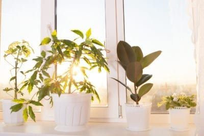 16 plants House sun ideas