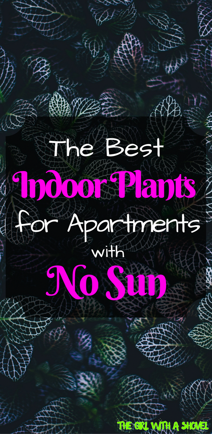 Best Plants for Dark Apartments | The Girl with a Shovel -   16 plants House sun ideas