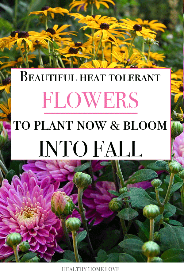 Heat tolerant flowers to bloom through fall -   16 plants House sun ideas