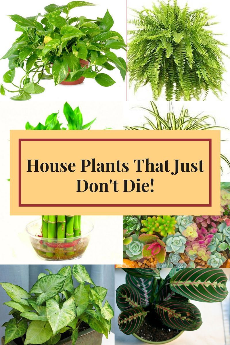 50 Indoor Plants That Dont Need Sun Products -   16 plants House sun ideas