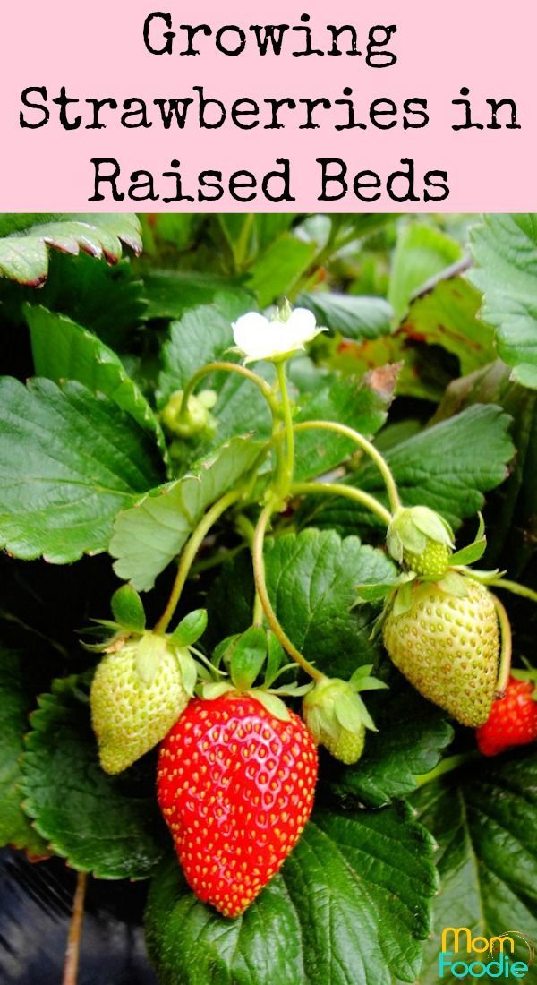 Growing Strawberries in Raised Beds for a Bountiful Harvest -   18 plants Growing raised beds ideas