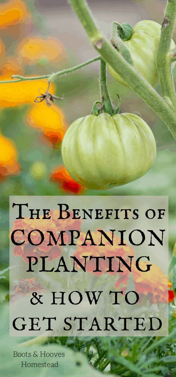 Benefits of Companion Planting -   18 plants Growing raised beds ideas