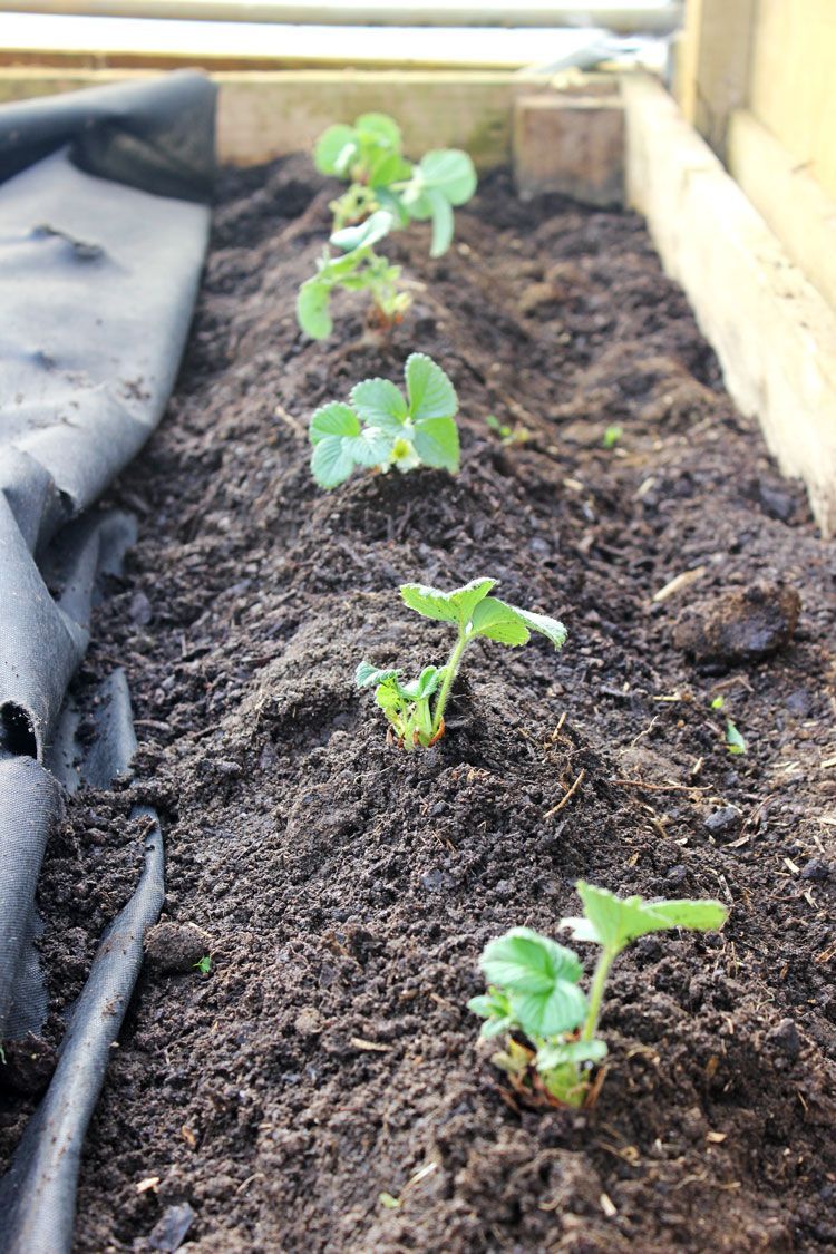 Growing Strawberries in Raised Beds -   18 plants Growing raised beds ideas