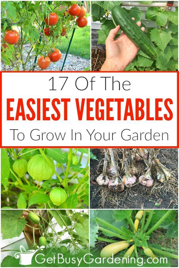 17 Easy Vegetables To Grow In Your Garden -   18 plants Growing raised beds ideas