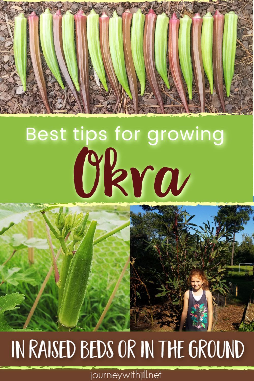 How to Grow Okra in Your Garden or Raised Bed - The Beginner's Garden -   18 plants Growing raised beds ideas
