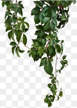 Green Vines -   9 climbing plants Png ideas