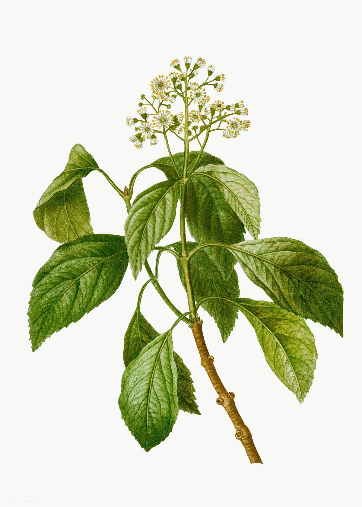 Download free illustration of Climbing hydrangea plant transparent png -   9 climbing plants Png ideas