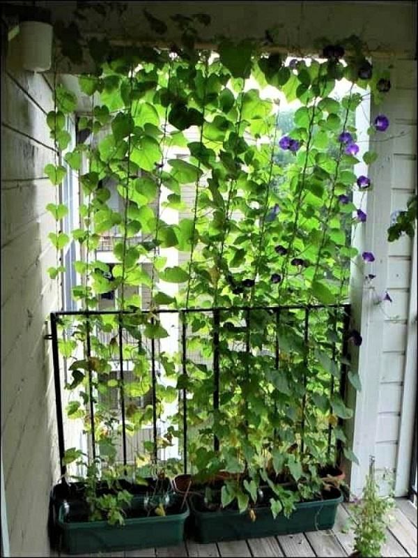 8 Practical Balcony Privacy Ideas -   10 plants balcony ideas
