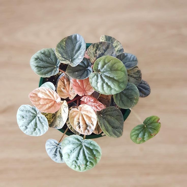 The Greenery Sydney on Instagram: “#OnWednesdaysWePlantPink! These peperomia ‘Pink Lady' make beautiful household plants with their variously coloured and textured foliage рџЊїрџ’•…” -   13 plants Beautiful colour ideas