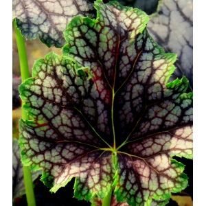 Heuchera 'Beauty Colour' -   13 plants Beautiful colour ideas