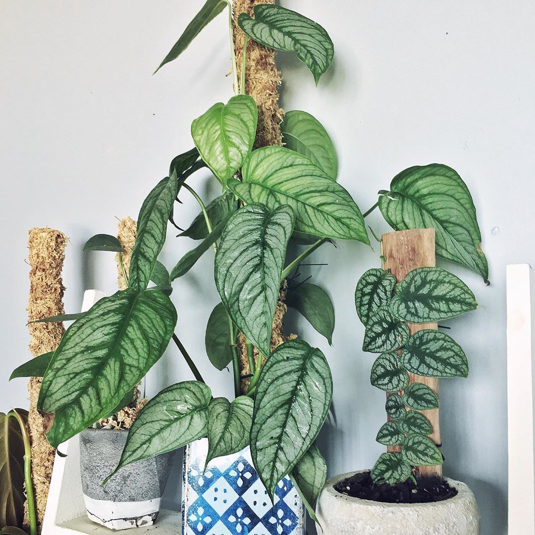 Nina on Instagram: “Monstera Siltepecana ”El Salvador” and Monstera Dubia look amazing together! They have the same beautiful silvery colouring and dark green…” -   13 plants Beautiful colour ideas