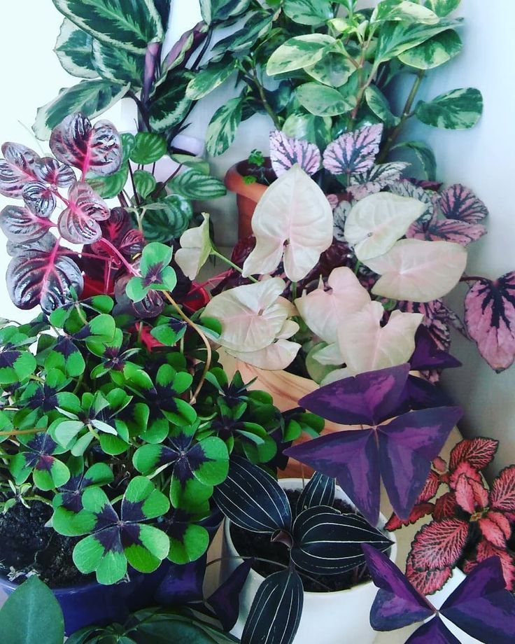 13 plants Beautiful colour ideas