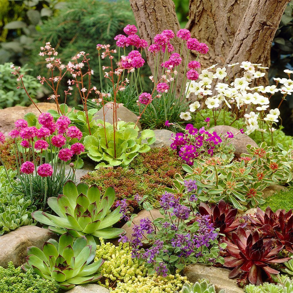 Mixed Rockery Alpine Collection - Colourful Outdoor Potted Perennial Plant Mix -   13 plants Beautiful colour ideas