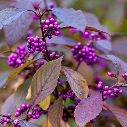 Callicarpa bodinieri var. 'giraldi Profusion' - beauty berry -   13 plants Beautiful colour ideas