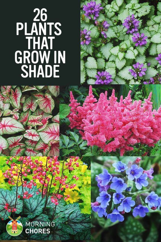 25 Gorgeous Shade-Tolerant Plants That Will Bring Your Shaded Garden Areas to Life -   13 plants Beautiful colour ideas